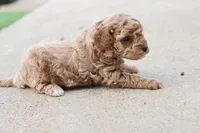 Stanley , a male Poodle - Toy  for sale in Berryville, AR – 3 of 9
