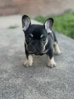 Debrah black & tan , a female French Bulldog for sale in Berryville, AR – 9 of 9