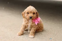 Gracie pink, a female Miniature Goldendoodle for sale in Berryville, AR – 6 of 9