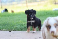 Clementine Black Tri , a female Miniature Australian Shepherd for sale in Berryville, AR – 4 of 7