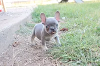 Lilac & tan female , a female French Bulldog for sale in Berryville, AR – 5 of 8