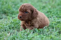 Cleo 1, a male Cavapoo for sale in Berryville, AR – Photo 4 of 7