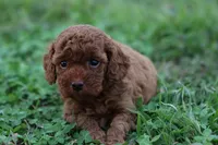 Cleo 1, a male Cavapoo for sale in Berryville, AR – Photo 3 of 7