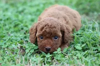 Cleo 1, a male Cavapoo for sale in Berryville, AR – Photo 2 of 7