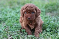 Cleo 1, a male Cavapoo for sale in Berryville, AR – Photo 5 of 7