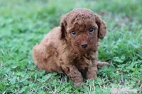 Cleo 1, a male Cavapoo for sale in Berryville, AR – Photo 6 of 7