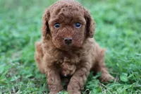 Cleo 1, a male Cavapoo for sale in Berryville, AR – Photo 1 of 7