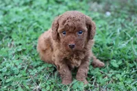 Cleo 1, a male Cavapoo for sale in Berryville, AR – Photo 7 of 7