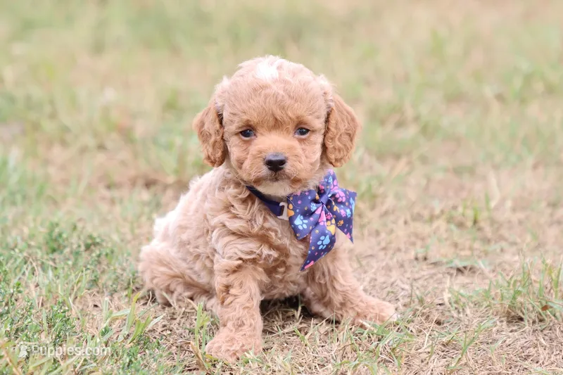 Gracie bleu – Miniature Goldendoodle puppy for sale in Berryville, AR