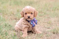 Gracie bleu, a female Miniature Goldendoodle for sale in Berryville, AR – 1 of 8