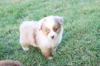 Steve red merle , a male Miniature Australian Shepherd for sale in Berryville, AR – 7 of 7