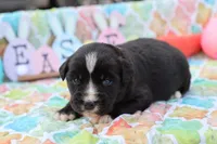 Willow BTF, a female Miniature Australian Shepherd for sale in Berryville, AR – Photo 2 of 7