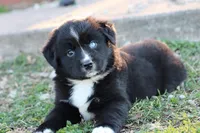 Willow BTF, a female Miniature Australian Shepherd for sale in Berryville, AR – Photo 4 of 8