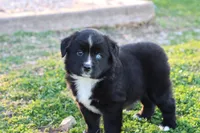 Willow BTF, a female Miniature Australian Shepherd for sale in Berryville, AR – Photo 8 of 8