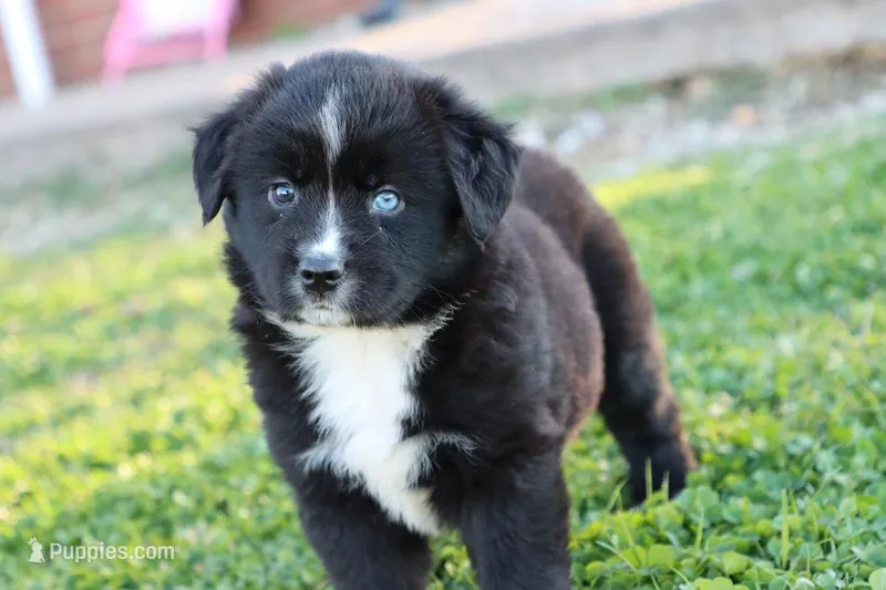 Willow BTF – Miniature Australian Shepherd puppy for sale in Berryville, AR