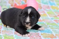 Willow BTF, a female Miniature Australian Shepherd for sale in Berryville, AR – Photo 5 of 7