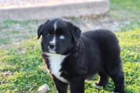Willow BTF, a female Miniature Australian Shepherd for sale in Berryville, AR – Photo 6 of 8