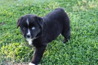 Willow BTF, a female Miniature Australian Shepherd for sale in Berryville, AR – Photo 7 of 8