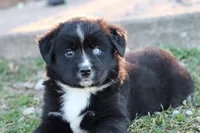 Willow BTF, a female Miniature Australian Shepherd for sale in Berryville, AR – Photo 2 of 8