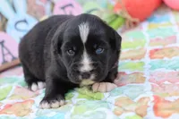 Willow BTF, a female Miniature Australian Shepherd for sale in Berryville, AR – Photo 6 of 7