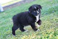 Willow BTF, a female Miniature Australian Shepherd for sale in Berryville, AR – Photo 5 of 8