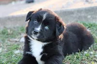Willow BTF, a female Miniature Australian Shepherd for sale in Berryville, AR – Photo 3 of 8