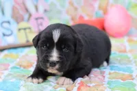 Willow BTF, a female Miniature Australian Shepherd for sale in Berryville, AR – Photo 7 of 7