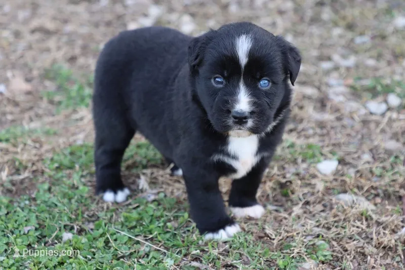 Willow BTF – Miniature Australian Shepherd puppy for sale in Berryville, AR