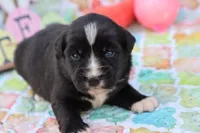 Willow BTF, a female Miniature Australian Shepherd for sale in Berryville, AR – Photo 1 of 7