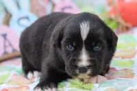 Willow BTF, a female Miniature Australian Shepherd for sale in Berryville, AR – Photo 3 of 7