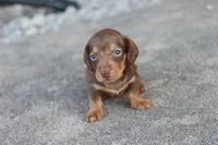 Sammy short hair chocolate & tan, a male Miniature Dachshund for sale in Berryville, AR – 5 of 7