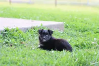 Clementine BT 1 blue eye , a female Miniature Australian Shepherd for sale in Berryville, AR – 9 of 9