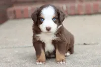 Clem red Tri , a male Miniature Australian Shepherd for sale in Berryville, AR – 4 of 9