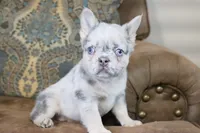 Stacy, a female French Bulldog for sale in Berryville, AR – 3 of 8