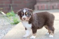 Sarah, a female Miniature Australian Shepherd for sale in Berryville, AR – 8 of 8