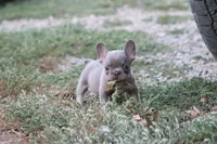 Lilac & tan male small, a male French Bulldog for sale in Berryville, AR – 5 of 7