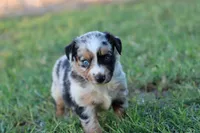 Clementine blue merle , a female Miniature Australian Shepherd for sale in Berryville, AR – 4 of 8