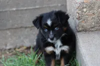 Clementine Bt Blue Eyes, a female Miniature Australian Shepherd for sale in Berryville, AR – 3 of 9