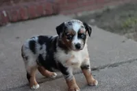 Clementine blue merle , a female Miniature Australian Shepherd for sale in Berryville, AR – 2 of 8