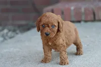 David, a male Cavapoo for sale in Berryville, AR – 4 of 7