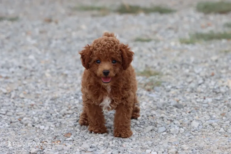 Gus – Poodle - Toy  puppy for sale in Berryville, AR