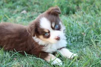 Summer red Tri , a female Miniature Australian Shepherd for sale in Berryville, AR – 6 of 9
