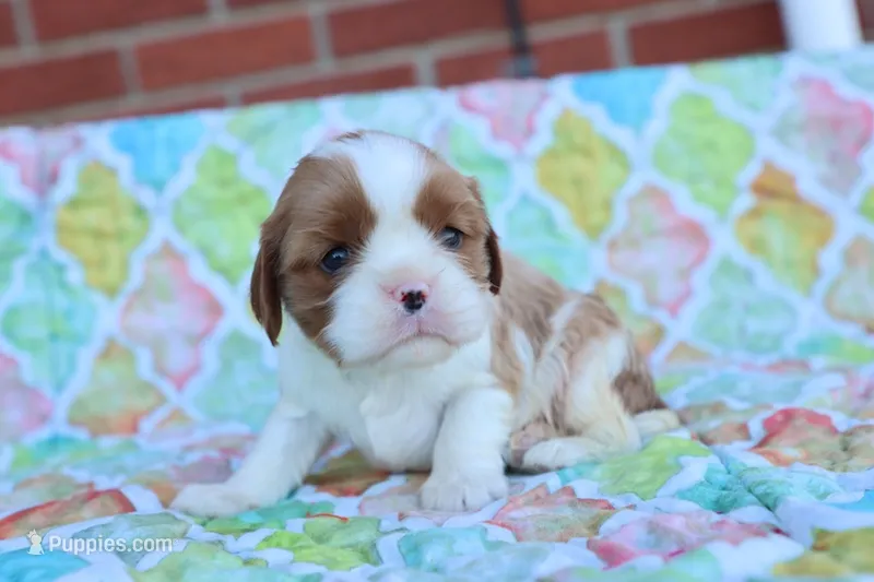 Blenheim Male – Cavalier King Charles Spaniel puppy for sale in Berryville, AR