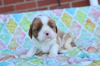 Blenheim Male, a male Cavalier King Charles Spaniel for sale in Berryville, AR – 1 of 6