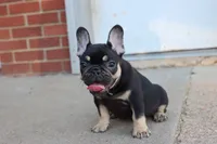 Debrah black & tan , a female French Bulldog for sale in Berryville, AR – 4 of 10