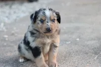 Clem blue merle, a male Miniature Australian Shepherd for sale in Berryville, AR – 4 of 7