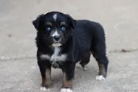 Clementine Black Tri , a female Miniature Australian Shepherd for sale in Berryville, AR – 4 of 7
