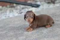 Sam short hair chocolate & tan, a male Miniature Dachshund for sale in Berryville, AR – 6 of 7