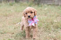 Gracie , a female Miniature Goldendoodle for sale in Berryville, AR – 4 of 9