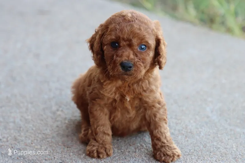 David – Cavapoo puppy for sale in Berryville, AR